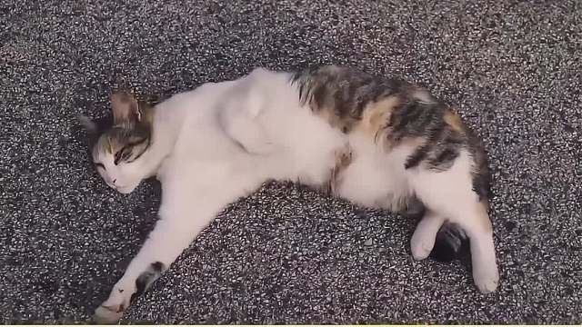 猫咪爱你的10大表现第三期