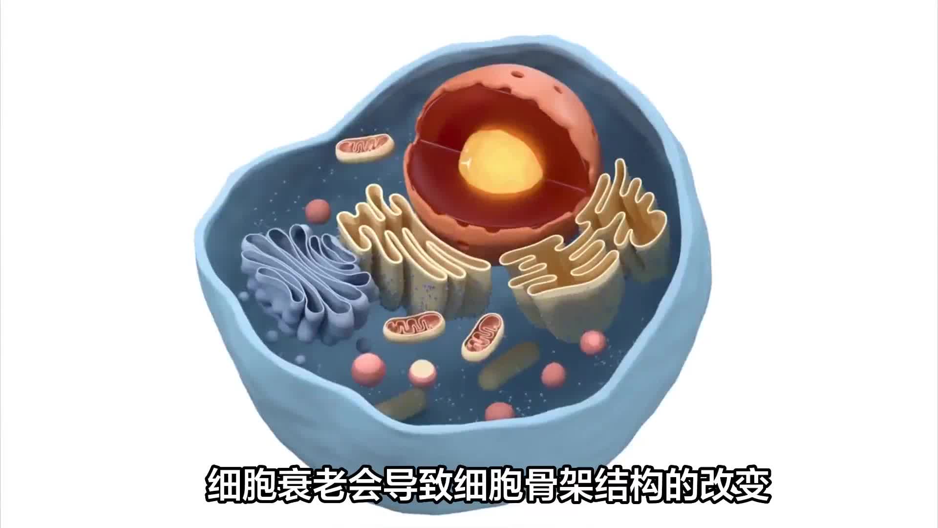 细胞衰老的12大标志，抗衰需从细胞入手