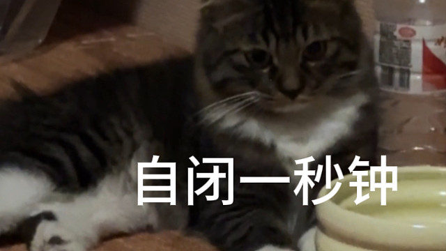 小猫：我说我是你儿子你信吗