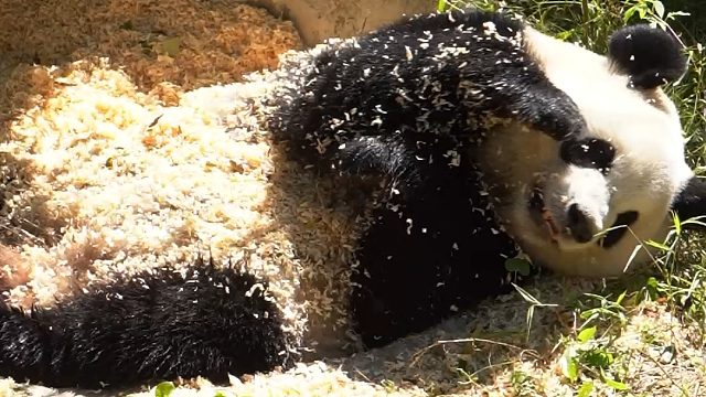姨姨要来一份糯叽叽的熊打滚吗~芝麻口味噢~