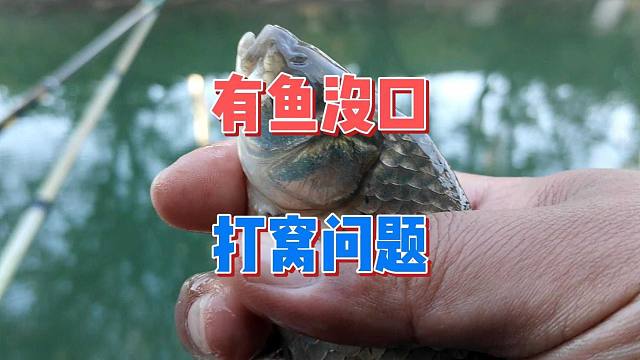 野钓时有鱼进窝，全都是鱼星却钓不上来？可能是打窝上有问题