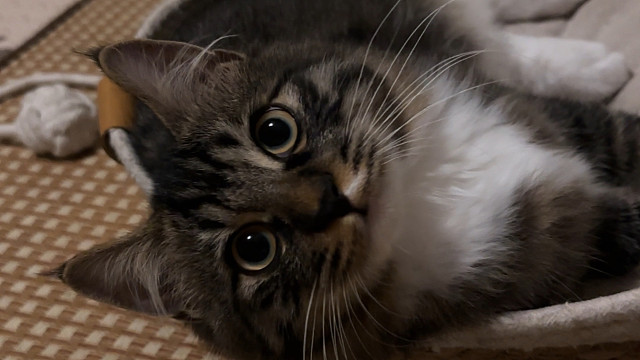 当一只从来不黏人的猫主动来找你了！谁懂这个含金量啊！