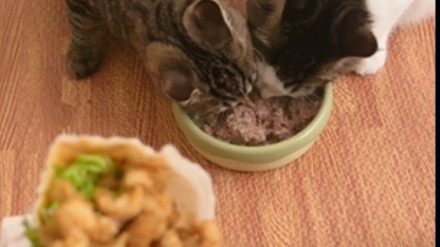 猫有猫命，人有人命，我就默默的接受吧