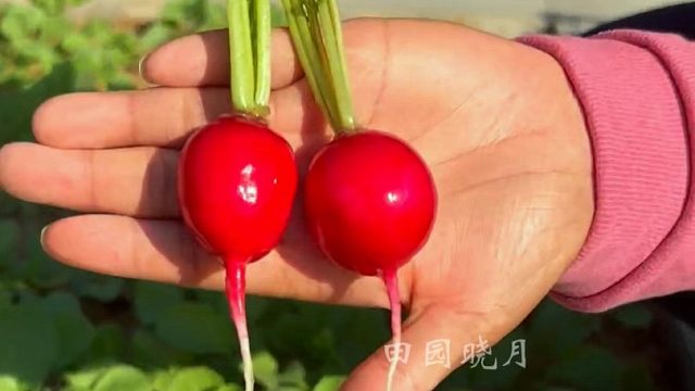 营养丰富的樱桃小萝卜，特别适合现在种