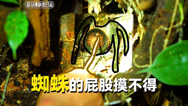 【陈睿】调戏巨型捕鸟蛛会怎么样？激怒蜘蛛差点儿玩脱了