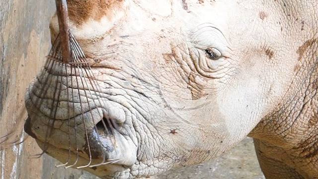 两吨重，也是个爱撒娇要奶爸挠痒痒的宝宝