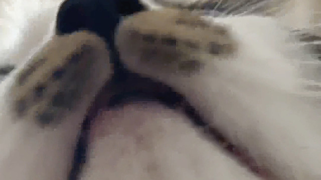 进来看小猫怎么撒娇的