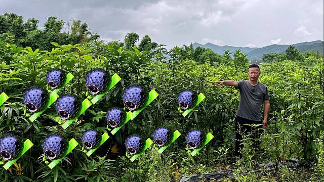 以色列夫妻在贵州租60亩荒山，大量种稀有珍贵植物，三年赚600万