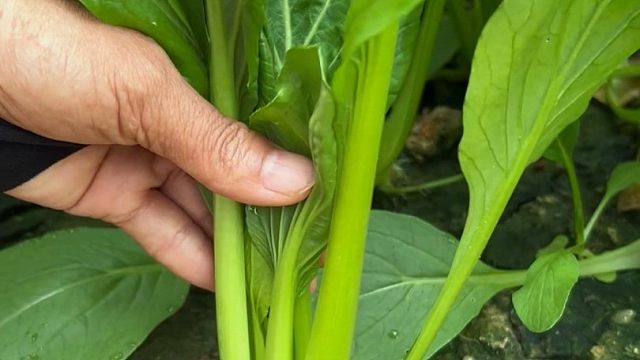 小菘菜生长快，口感好，你也试试吧