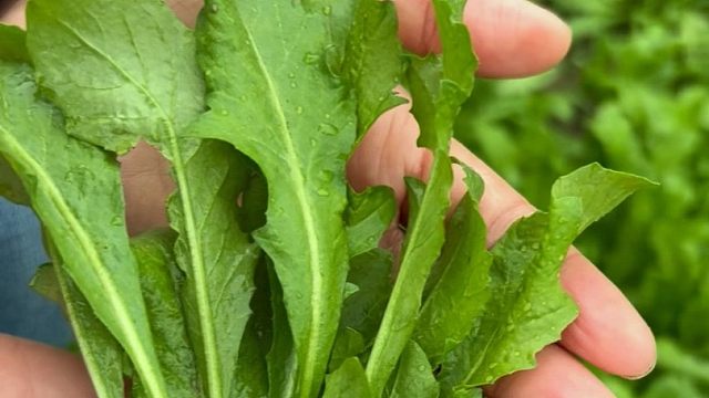 能吃到明年春天的大叶荠菜，您种了吗