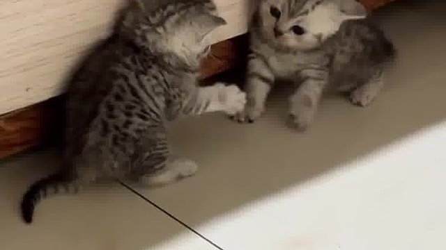 你俩这是在我的心巴上打架啊