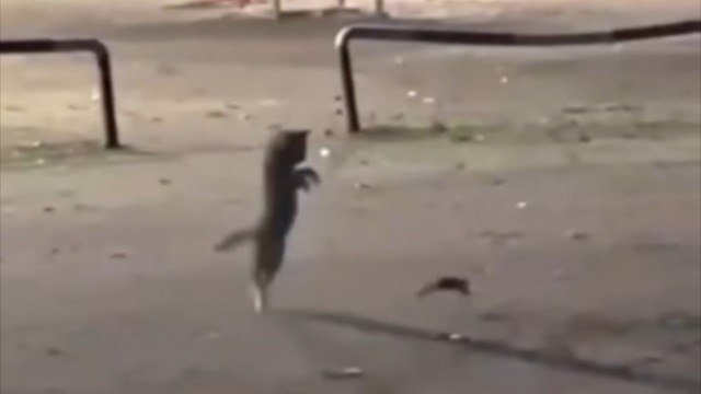 耶～你是弹跳小猫！