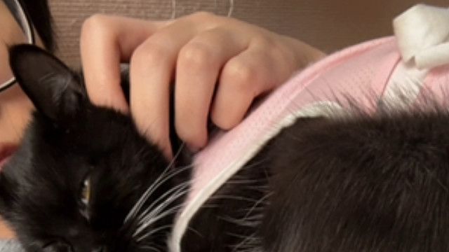 哪有小猫不爱自己的妈妈的