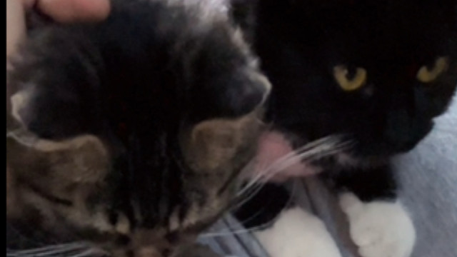 再不亲人的小猫只要他有个黏人的妈妈