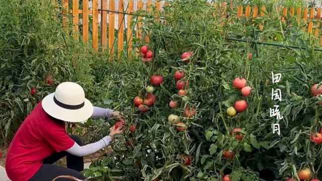 种菜是件解压的事情