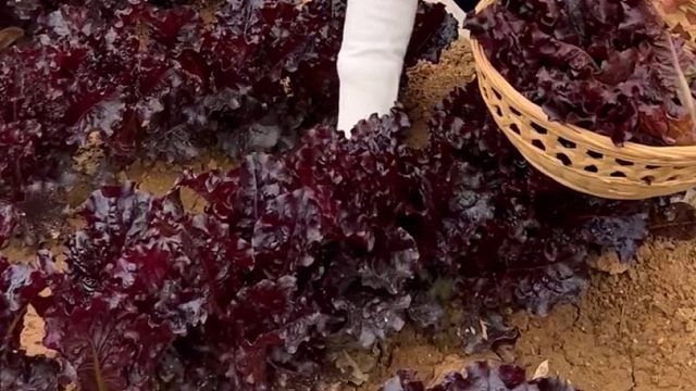 营养丰富的紫生菜，自己在家种也很简单