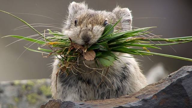 你的小可爱已上线