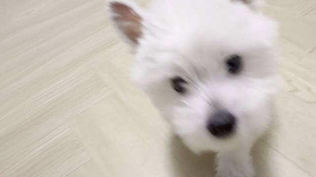 请假调整一下状态 顺便带小狗去打个疫苗