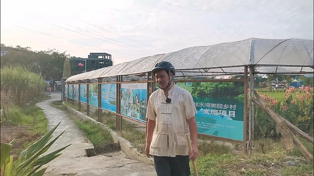 肝胆良将鸡骨草