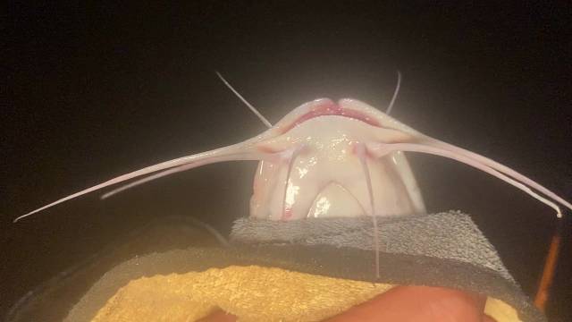 钓到不认识的鱼啦