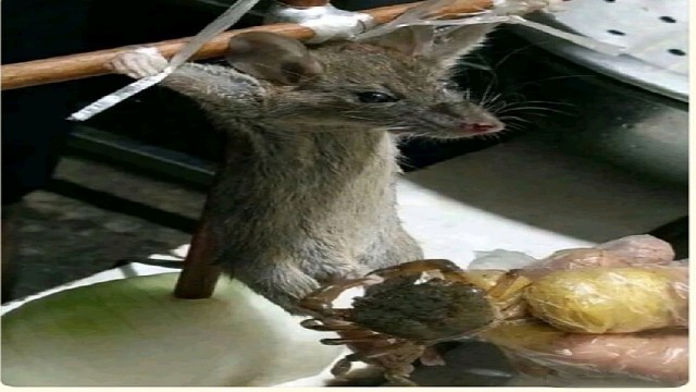 广西的自动捕抓野猪陷阱