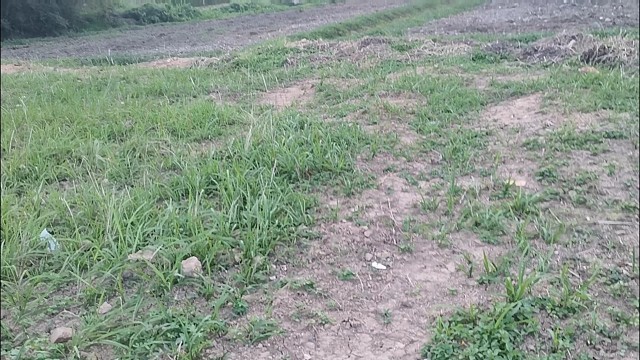 牛头山守护神竹