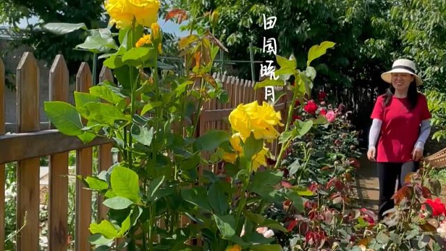 喜欢在菜园里种菜，解压又放松