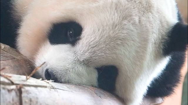 才不凶~人家是萌妹啦