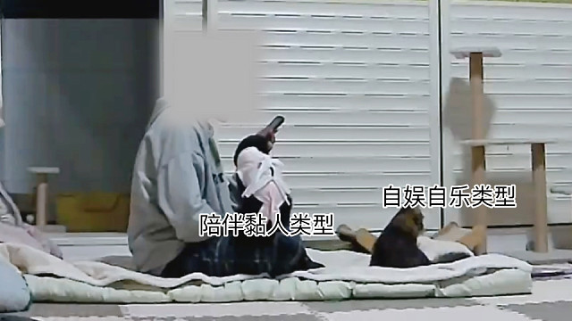 你喜欢哪种类型的小猫呢？