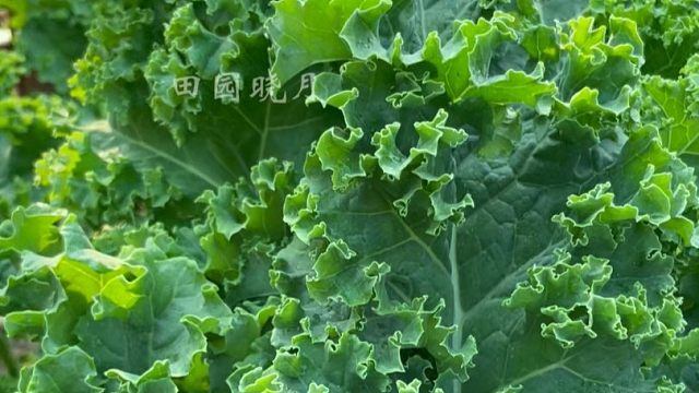 耐热耐寒的羽衣甘蓝，现在正是种植好时候