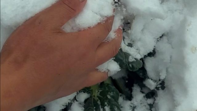 雪下塌菜赛羊肉，说的就是这个乌塌菜