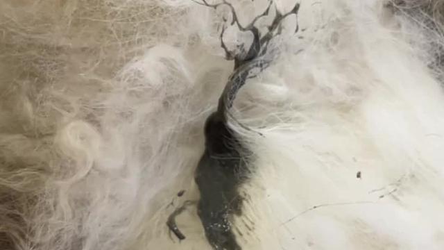 养猫怪事之“黑色的泥”… #我和我的猫 #铲屎官的乐趣 #萌宠 #皇家猫粮#皇家布偶粮