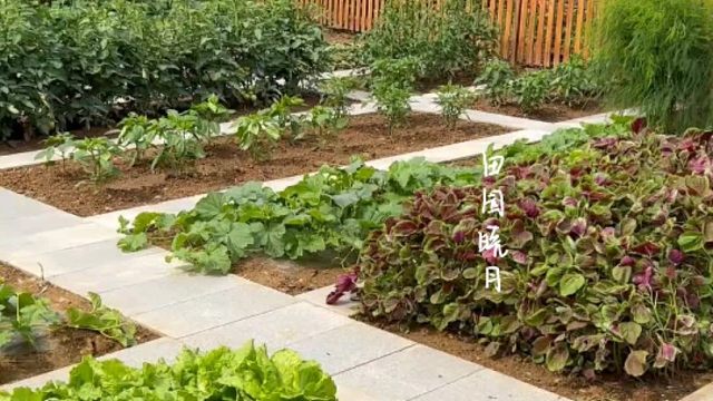 人到一定的年纪就会血脉觉醒，爱上种菜