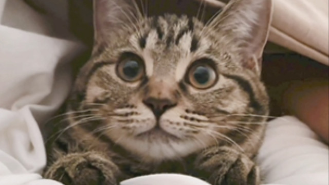 谁懂啊狸花猫真的太太太可爱了