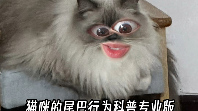 猫咪的尾巴行为科普（完整了一些细节版