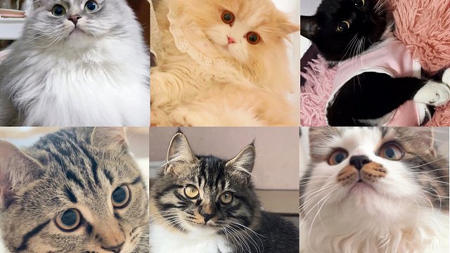 我把我的六只小猫养大喽