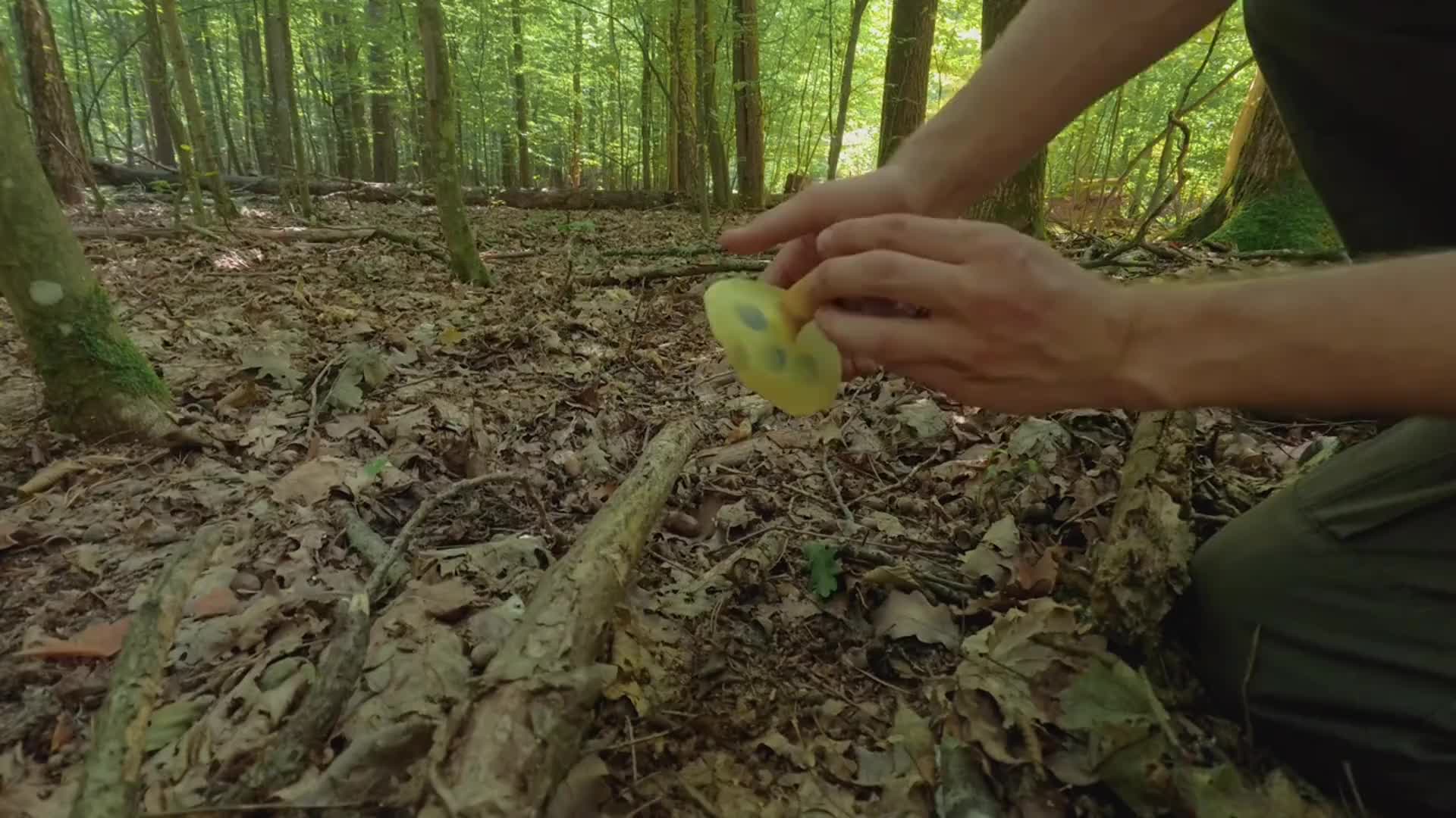 男人为了躲避野猪在倒塌的大树下搭建庇护所，并且摘到十几斤昂贵的牛肝菌  (3)