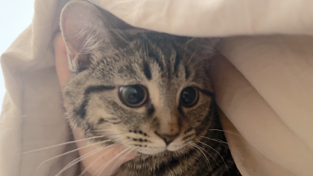 天冷了被窝里开始长猫喽