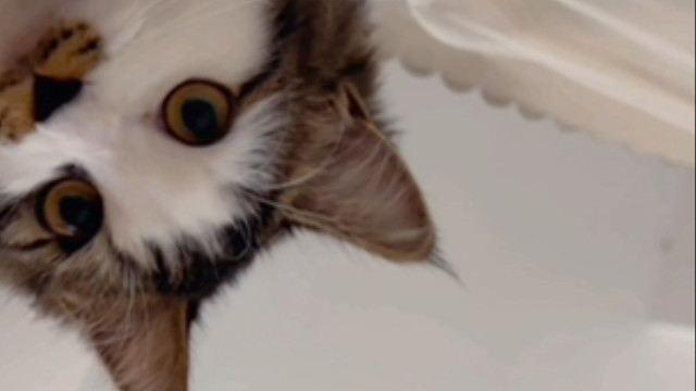 小猫能有什么坏心思呢