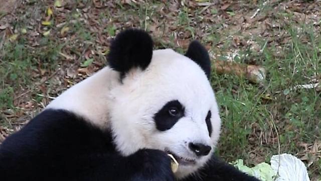 星愿弟弟视若珍馐的南瓜，星语姐姐对其嗤之以鼻。星语总结：还是苹果比较香~