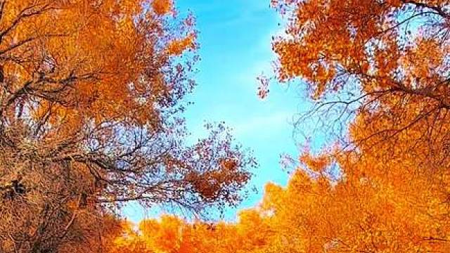 总要来一次秋天的南疆吧，看看油画般的塔里木胡杨林。#音乐 #治愈 #塔里木湖胡杨林 #旅行大玩家 #