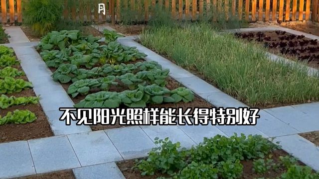 光照不好，您就种这些菜