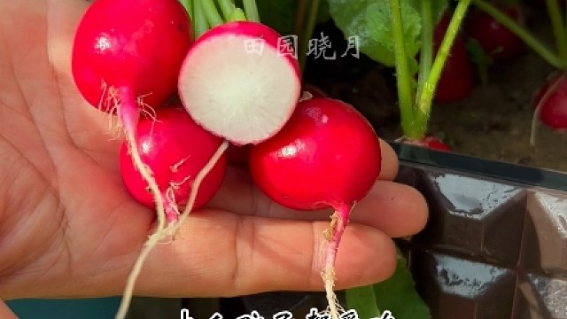 秋天种啥菜不种，也别忘种点营养好吃的樱桃萝卜