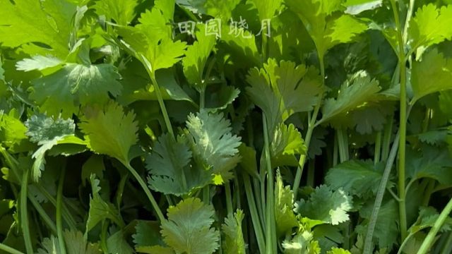 别在外边买香菜了，自己种特简单