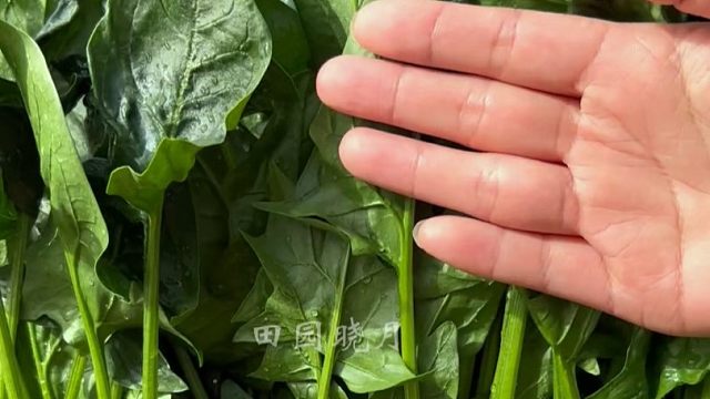 雪里埋菠菜，吃到春天也吃不完
