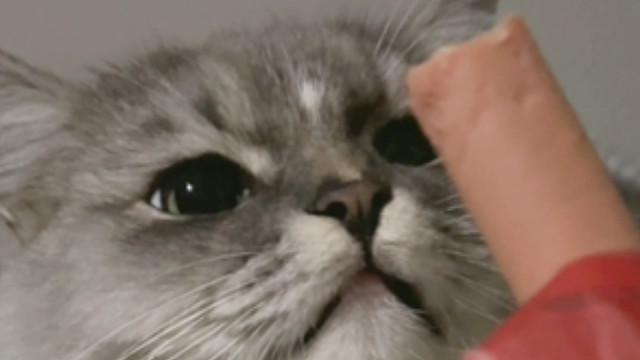 当我半夜吃零食被小猫发现后