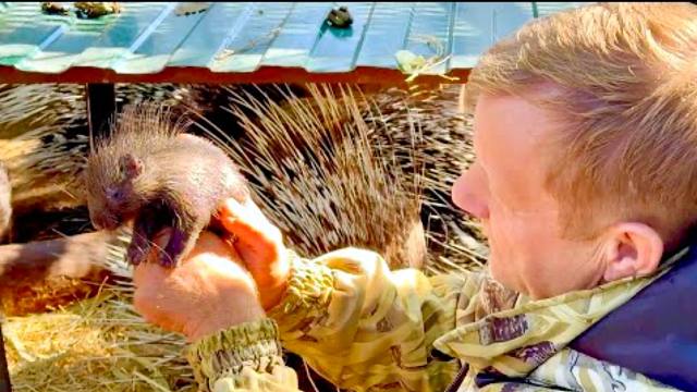 豪猪妈妈一年生了两窝，家族又添新成员