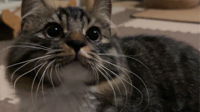 对于一个从来不亲人不让人碰的小猫这样躺着有多难得，只有养猫的才懂