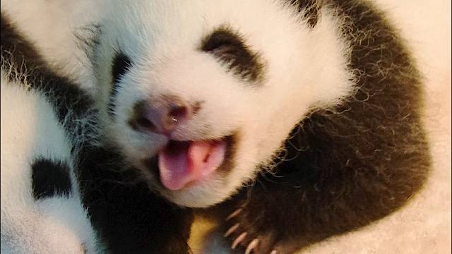 那个十年前爱笑的女熊，一眨眼就长大啦