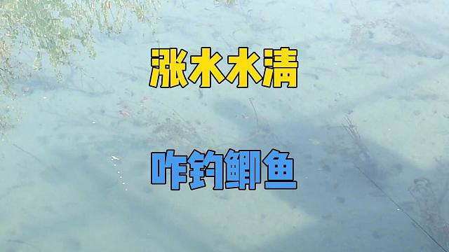 秋季快速涨水河里清澈见底，鱼多却钓不到？记住别死守一个钓位
